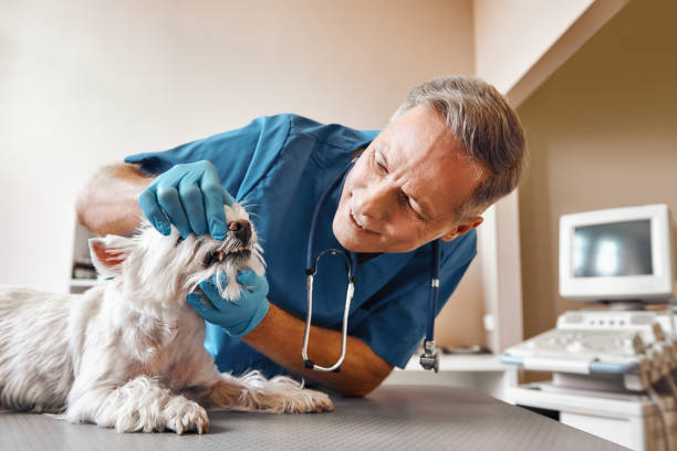 Best After-Hours Emergency Dentist in Pontiac, IL